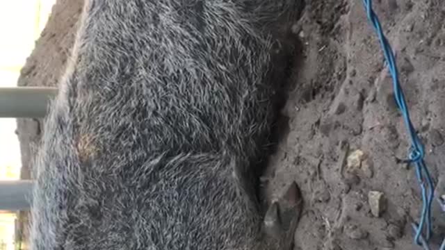 piggy enjoying some scratches and wanting more