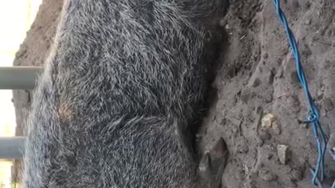 piggy enjoying some scratches and wanting more