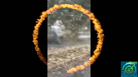 Île de Rhodes : ARBRES BRÛLANT SANS AUCUN FEU TOUT AUTOUR.