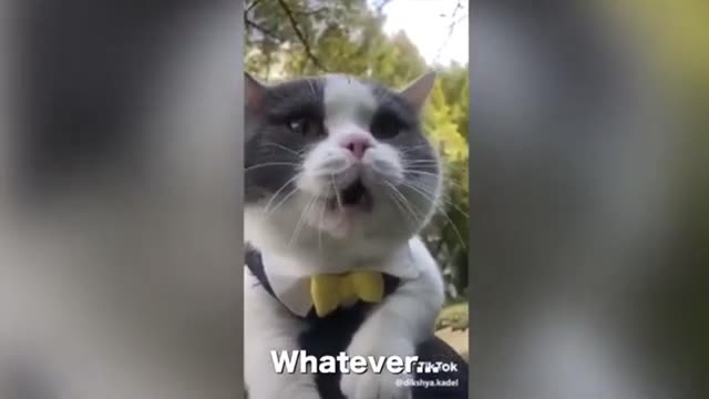 Wise cat tells you her wisdom