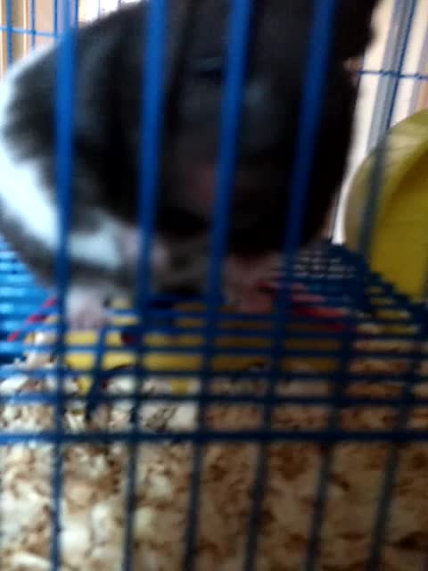 hamster wake up from its beautiful sleep of beauty