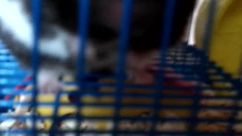 hamster wake up from its beautiful sleep of beauty