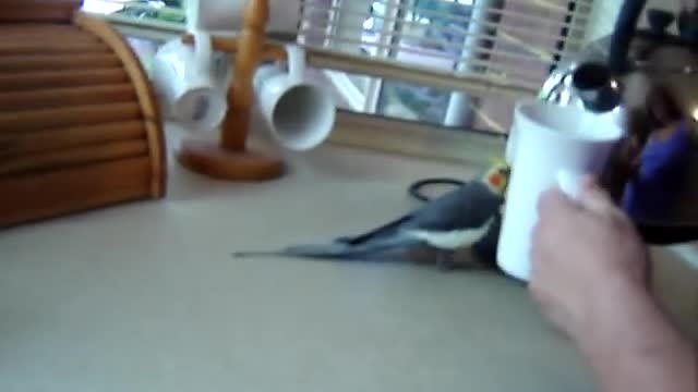 Cute parrot loves making coffe