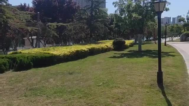 When the wind blows, the leaves seem to dance