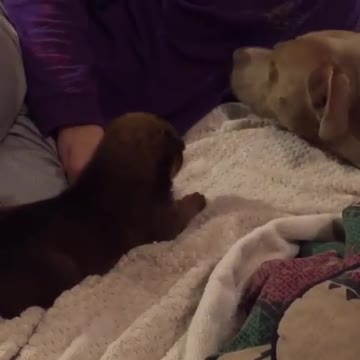 Branch, the foster pup, playing with Cece the Pitbull