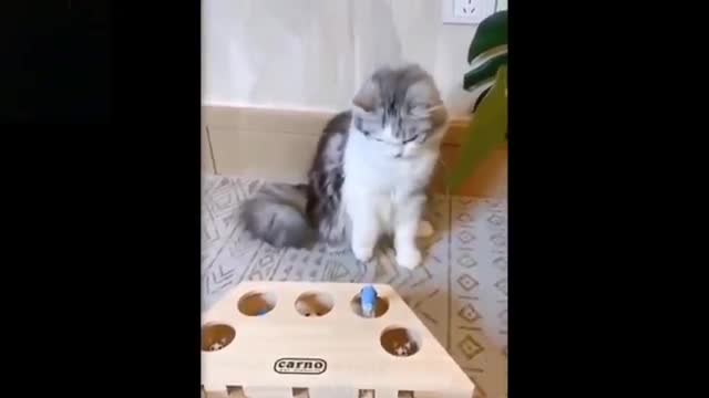 Cute, funny animals doing stupid rhings