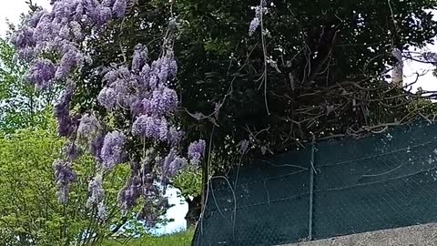 Lovely Purple flowers springtime blooming