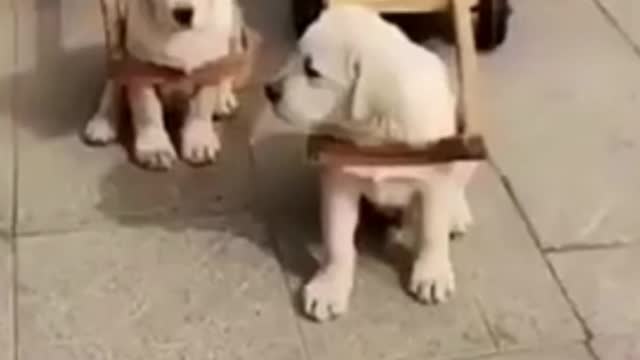 Cute puppies pulling carts