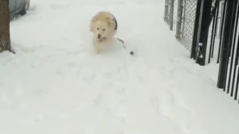 Dog Enjoying Snow