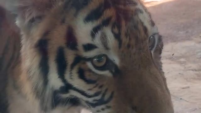 The big tiger