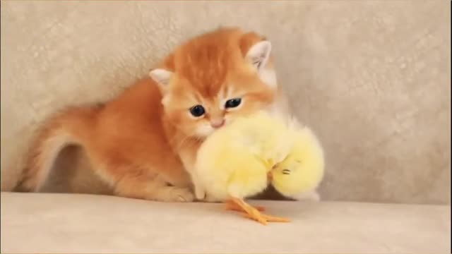 Cute cat