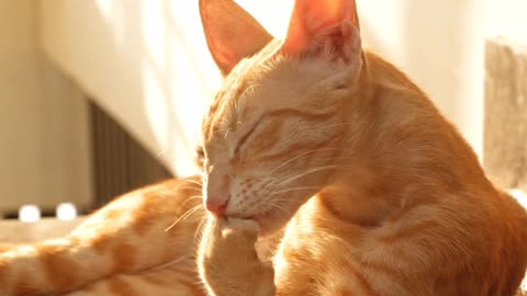 Cute cat getting sunrays