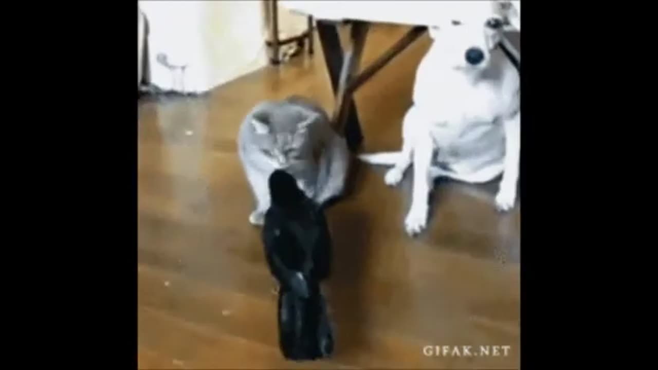funny animals!!