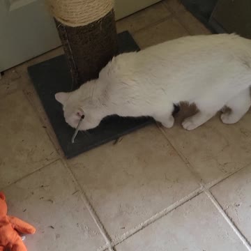 Snowman is high and Boots wants to play