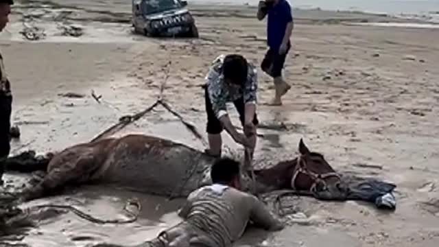 Horse Rescue