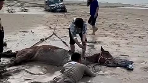 Horse Rescue