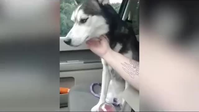 The way husky grab his owners hand with his paw , that was touching