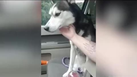 The way husky grab his owners hand with his paw , that was touching