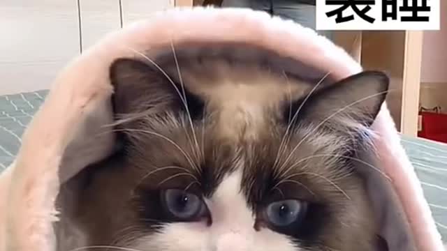 shocking reaction of cat