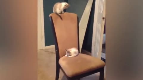 cat traing/cat funny video/