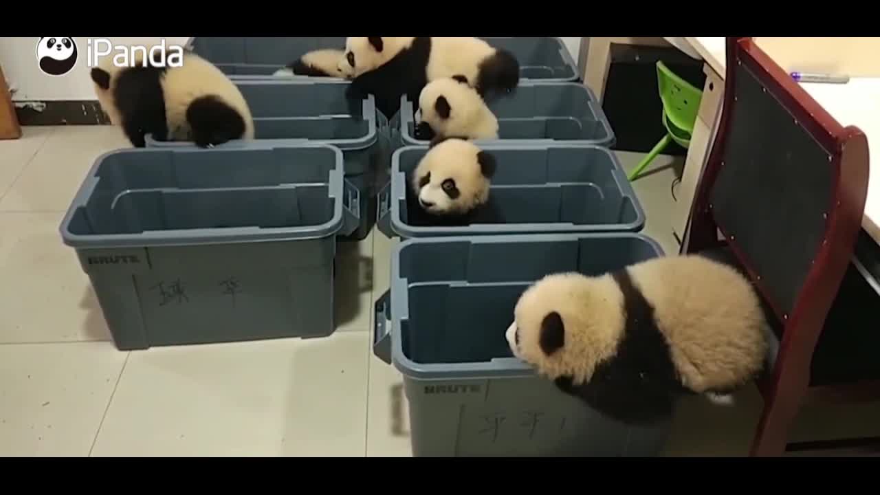 panda-