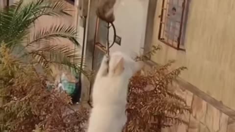 Funny animals 😄hub,funny animals club youtube, 🤣, funny animals dancing 💃😄, funny animals fighting 😄