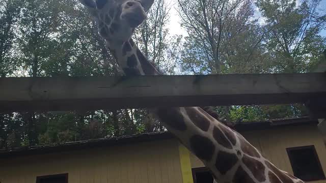 Jeffthrow the Giraffe