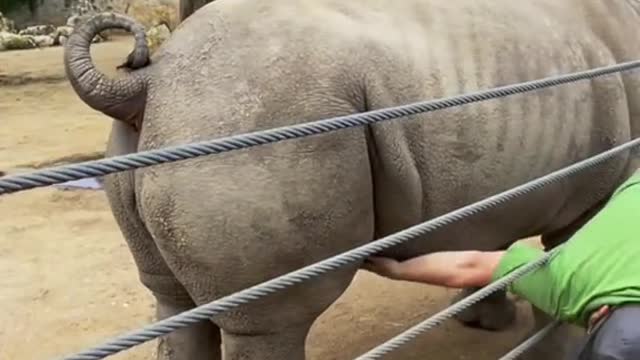 Some rhinos have sweet spots for scratches