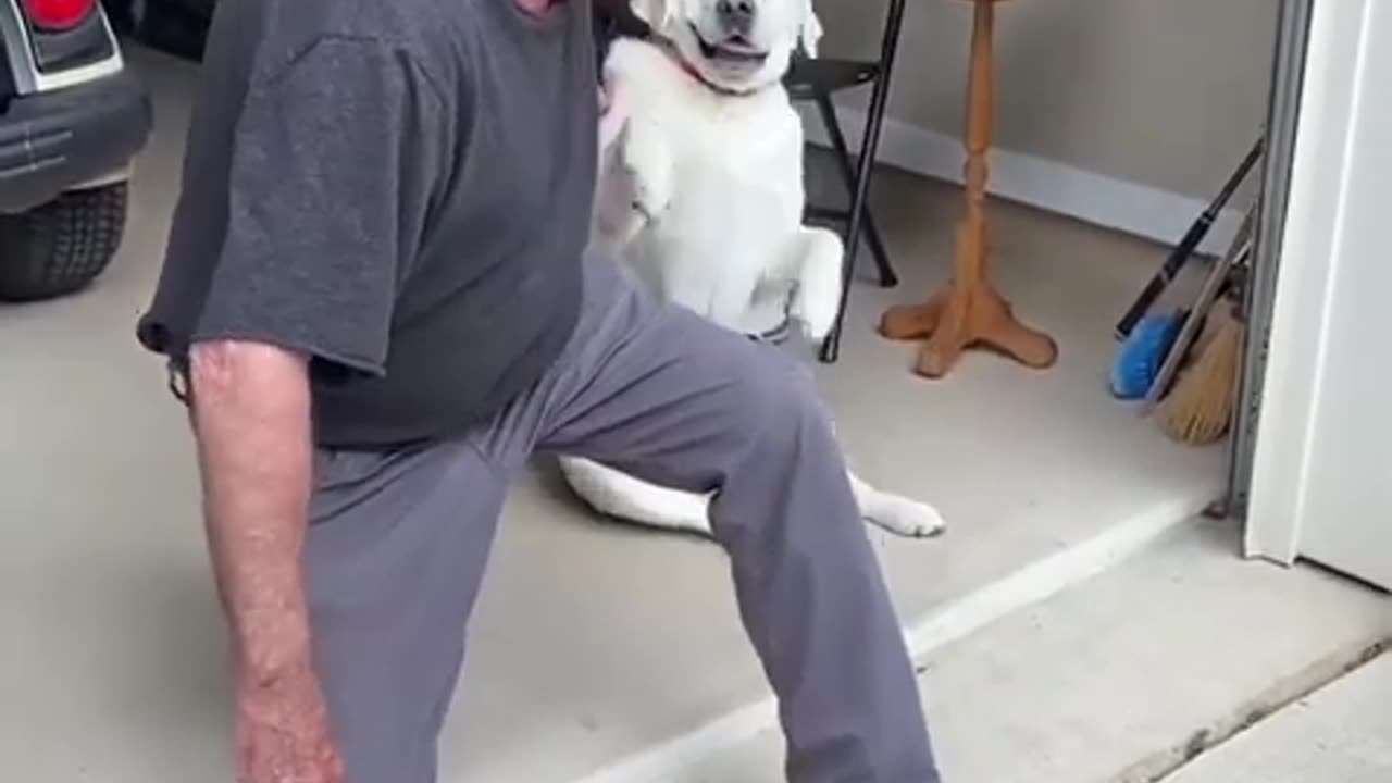 Funny animals