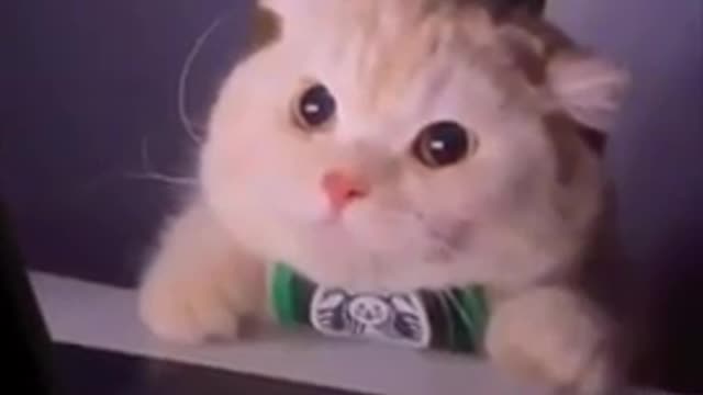 funny cat videos | cute cats | cute animals | funny cats | kittens cats meowin