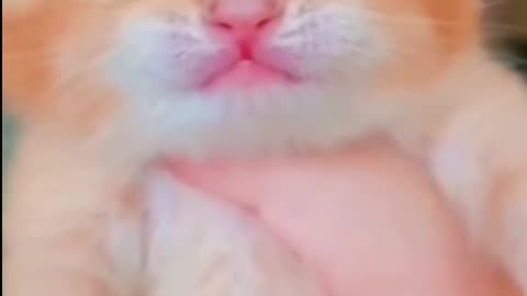 Cat memes 😂