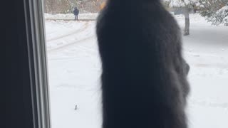 Kitty Waits for Best Friend by the Window