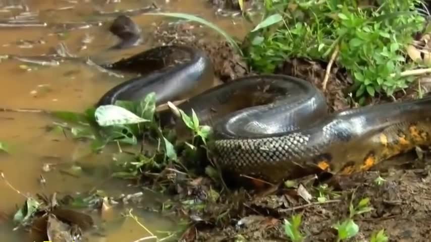 Giant Anaconda World's longest snake found in Amazon