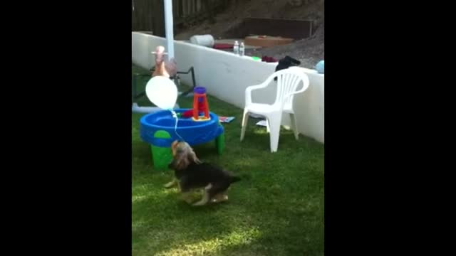 Cute Dog Pooping Baloons