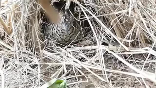 Quail eggs hatching