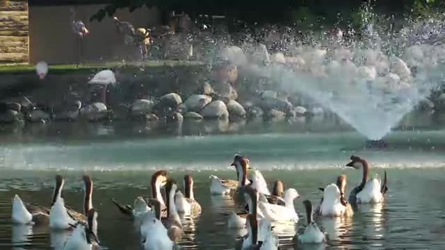 Birds Life In The Lake
