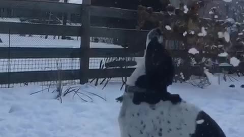 Black dog getting snow tossed at it in slomo