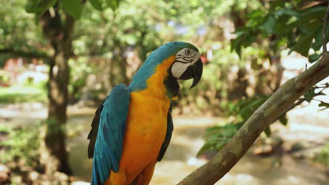 Beautiful big parrot😍. Watch what he did😲