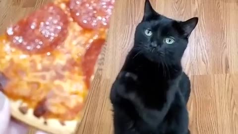 I love pizza ​🤣​😂​😹​