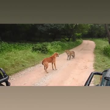 The battle of the leopard and the dog