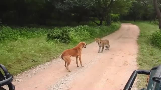 The battle of the leopard and the dog