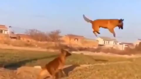 Funniest animals ever funny dog