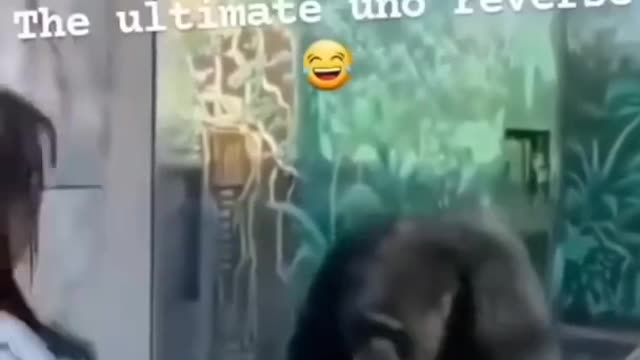 Try not to Laugh | Funny animals Meme shorts