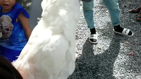 Cockatoo makes clucking sounds