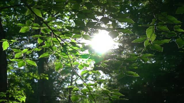 Sunlight shines through the woods