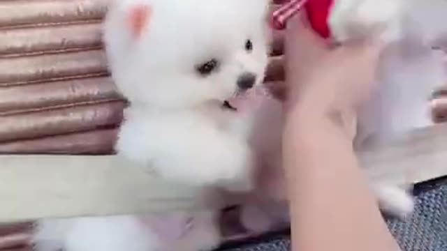 Mini Cute Pomeranian Boo Dogs Funny Tiktok Videos 2022