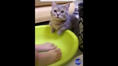 Funny Cats - Cute and Funny Cat Videos Compilation #007