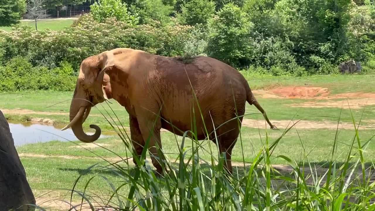 Elephants at the Asheboro Zoo