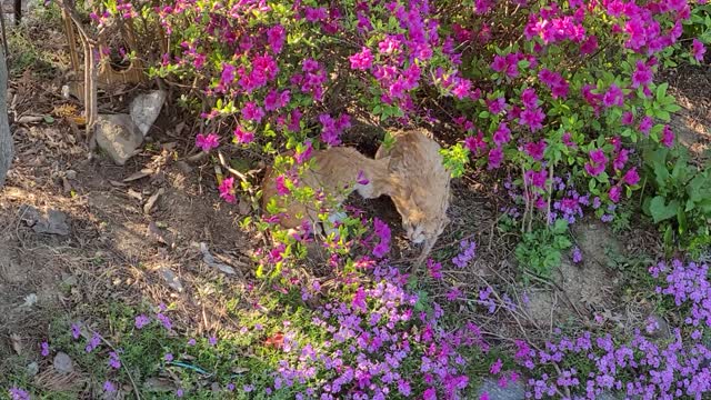 Two cats are playing in the flowers so lovely and cute