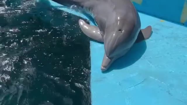 dolphin#play#weee